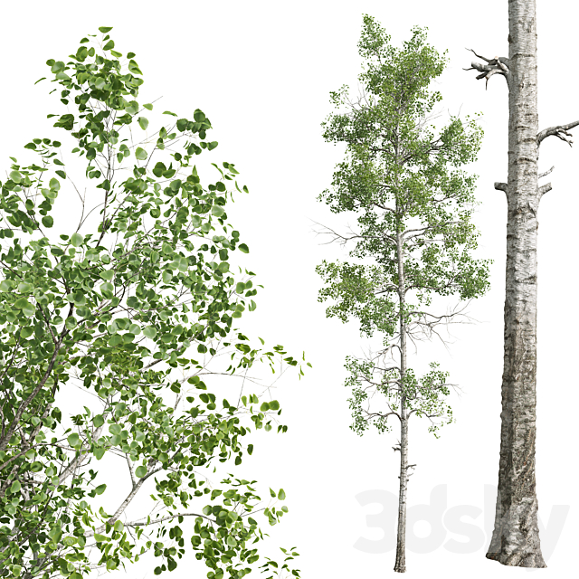 Fagus Sylvatica and Populus Tremuloides 3dsMax Model - thumbnail 3