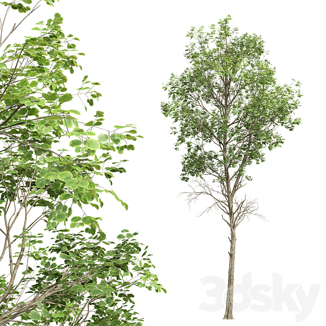 Fagus Sylvatica and Populus Tremuloides 3dsMax Model - thumbnail 4