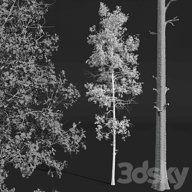 Fagus Sylvatica and Populus Tremuloides 3dsMax Model - thumbnail 6