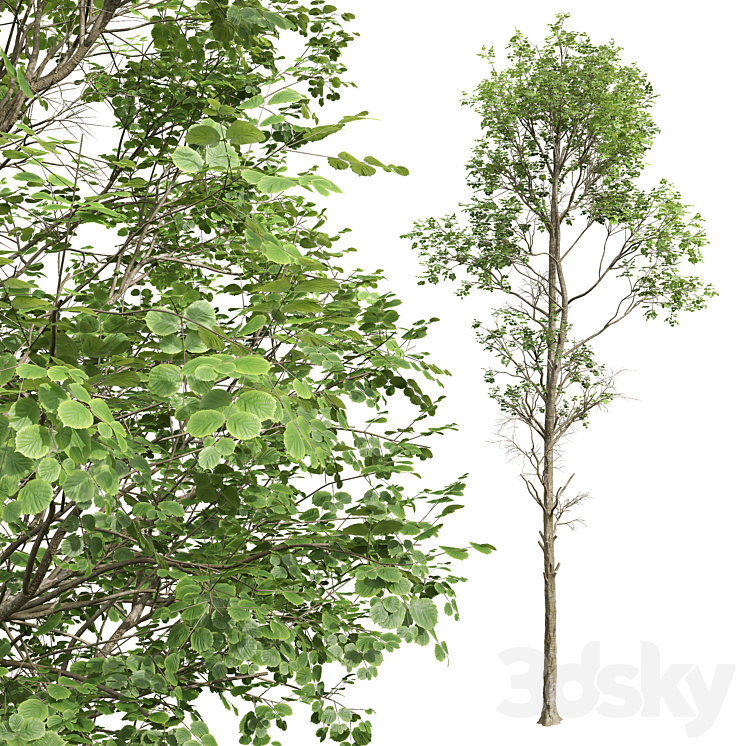 Fagus Sylvatica and Saccharinum-spring trees 3DS Max Model - thumbnail 2