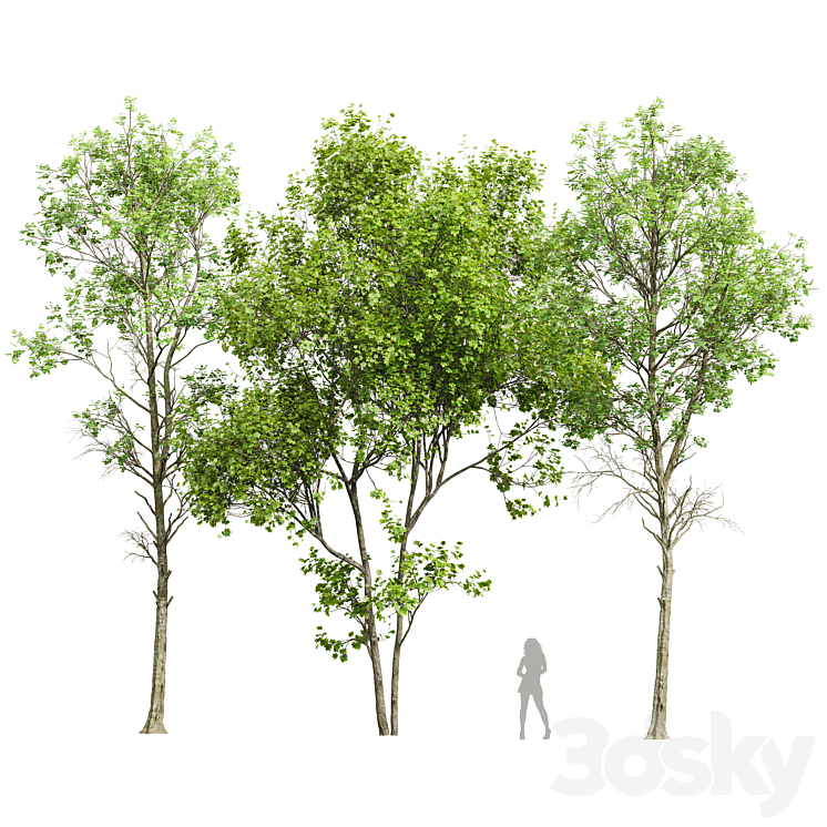 Fagus Sylvatica and Saccharinum-spring trees 3DS Max Model - thumbnail 3