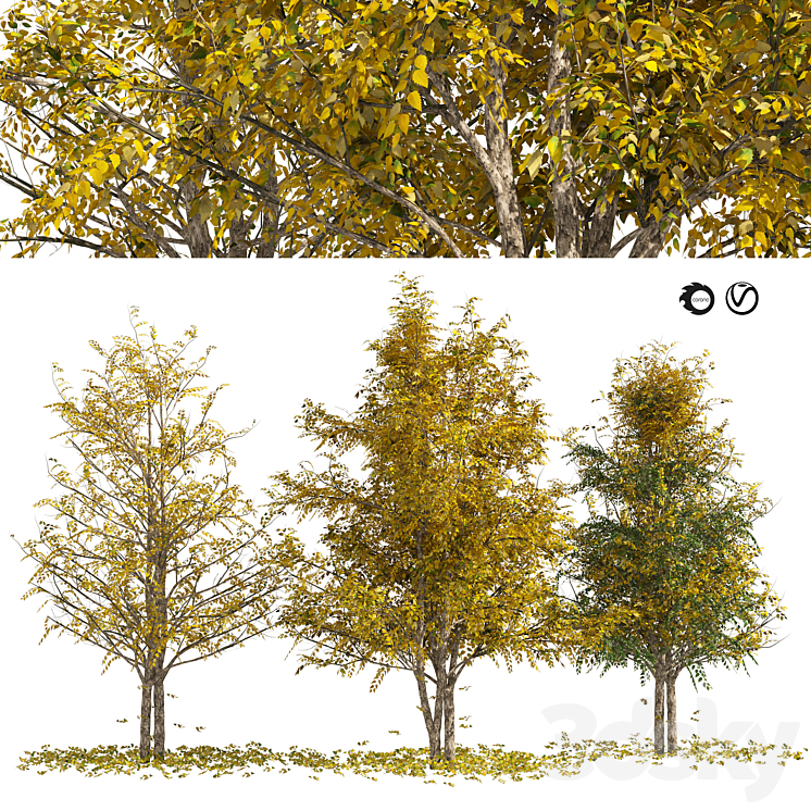 Fall Water birch Trees 3DS Max Model - thumbnail 1