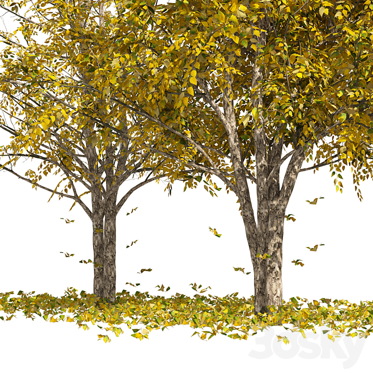 Fall Water birch Trees 3DS Max - thumbnail 2