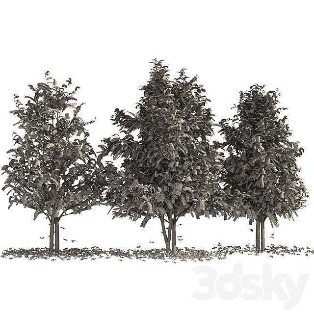 Fall Water birch Trees 3DS Max Model - thumbnail 4