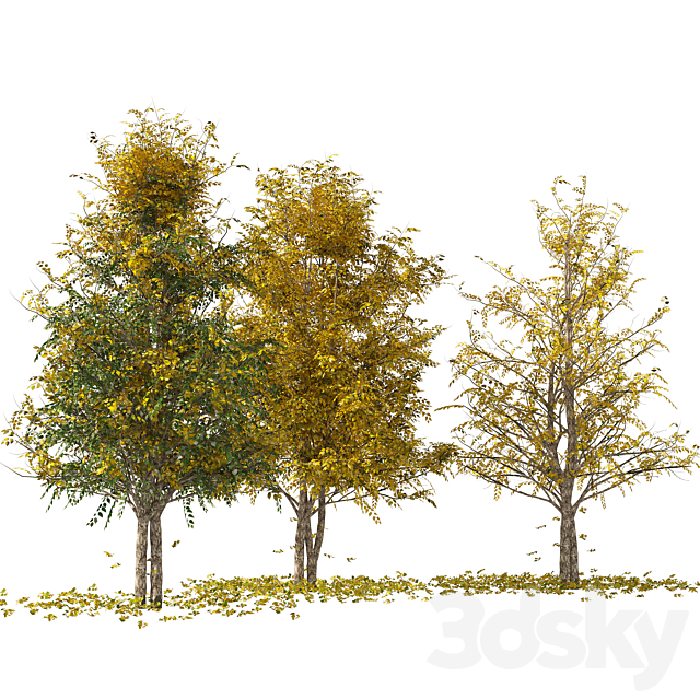 Fall Water birch Trees 3DS Max Model - thumbnail 5