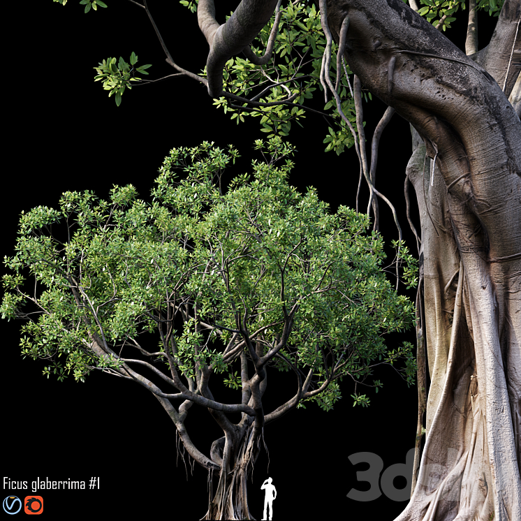 Ficus 3DS Max - thumbnail 1