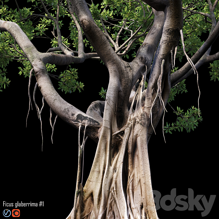 Ficus 3DS Max - thumbnail 2