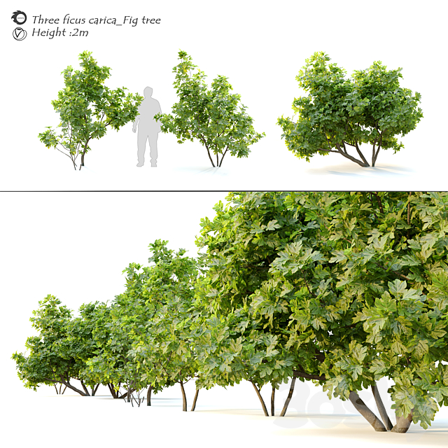 Ficus carica (fig tree) _2 3ds Max - thumbnail 1