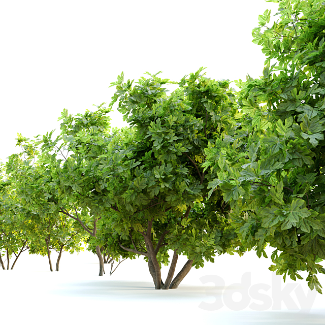 Ficus carica (fig tree) _2 3ds Max - thumbnail 3