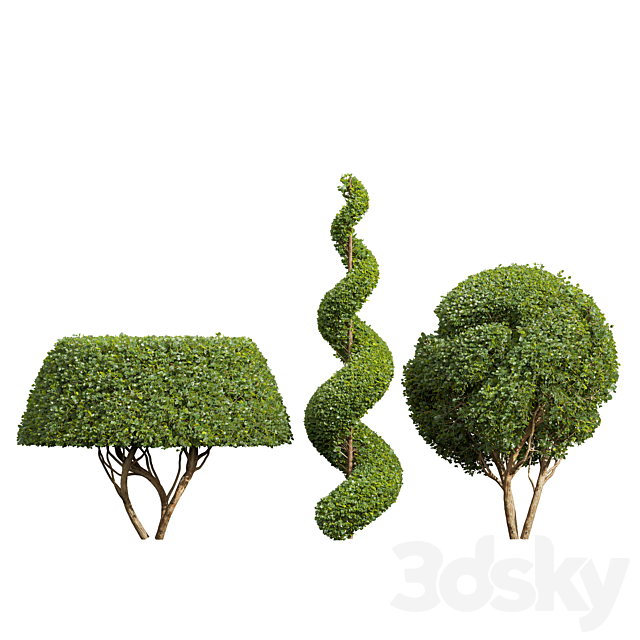 Ficus Concinna Bonsai Pruned-3 trees 3DS Max Model - thumbnail 2