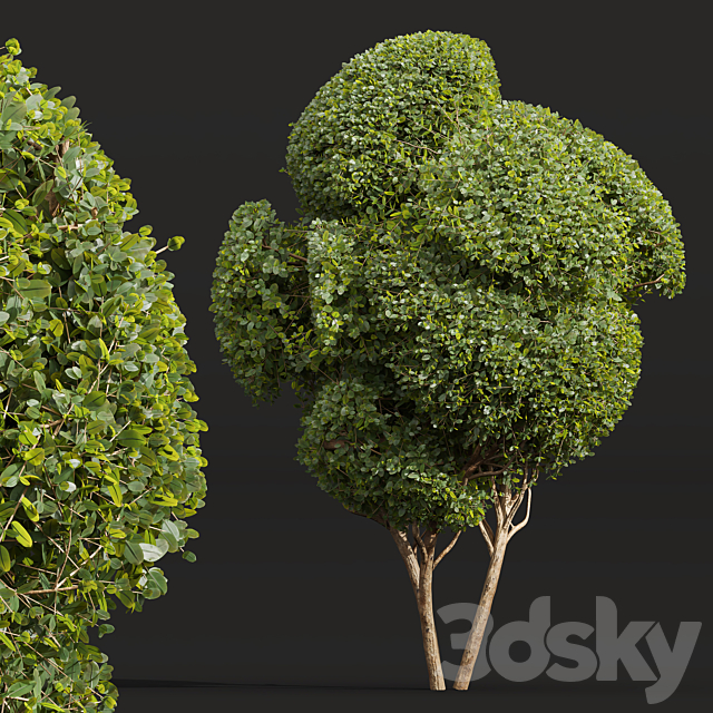 Ficus Concinna Bonsai Pruned-3 trees 3DS Max Model - thumbnail 3