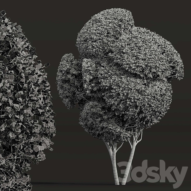 Ficus Concinna Bonsai Pruned-3 trees 3DS Max Model - thumbnail 4