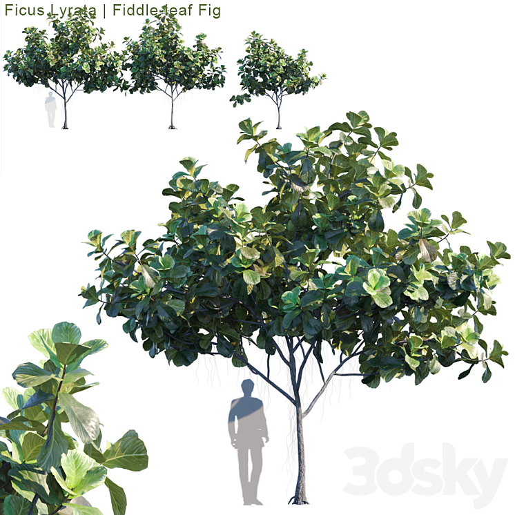 Ficus Lyrata | Feed-leaf fig # 2 3DS Max - thumbnail 1