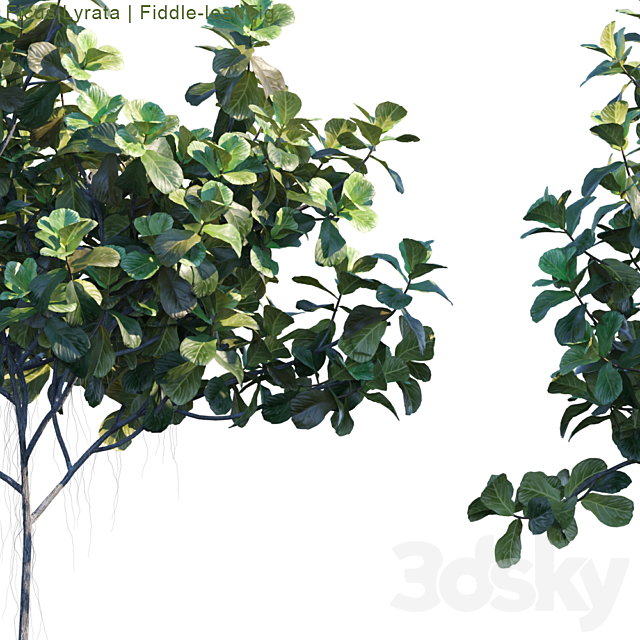 Ficus Lyrata | Feed-leaf fig # 2 3DSMax File - thumbnail 2