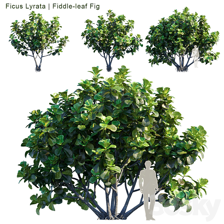 Ficus Lyrata | Feed-leaf fig 3DS Max - thumbnail 1