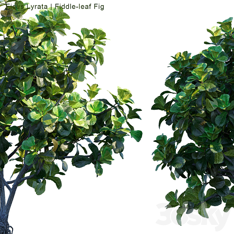 Ficus Lyrata | Feed-leaf fig 3DS Max - thumbnail 2