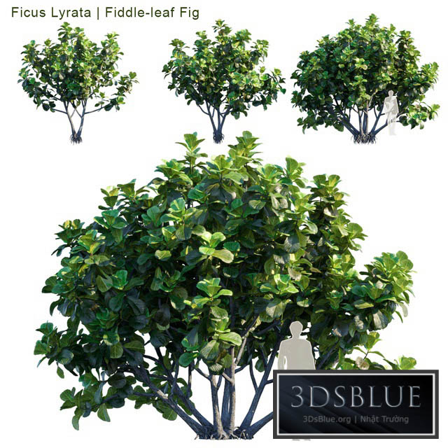 Ficus Lyrata | Feed-leaf fig 3DS Max - thumbnail 3