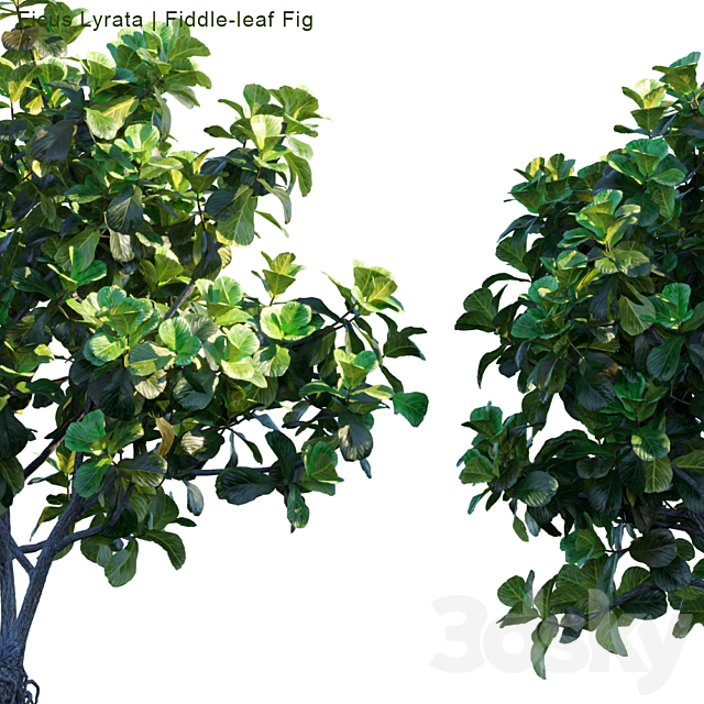 Ficus Lyrata | Feed-leaf fig 3DSMax File - thumbnail 2