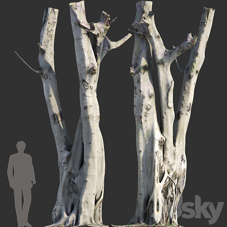 Ficus religiosa Tree Trunk 3DS Max Model - thumbnail 2