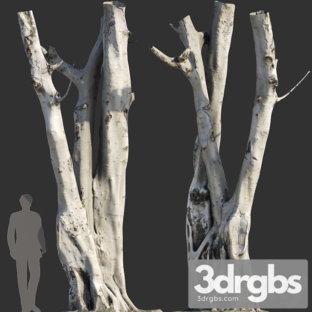 Ficus Religiosa Tree Trunk 3dsmax Download - thumbnail 1