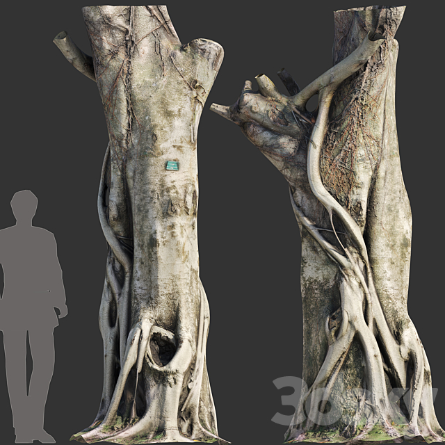 Ficus Tree Trunk 10 3ds Max - thumbnail 2