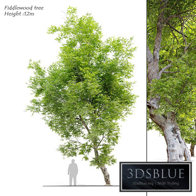 Fiddlewood tree_2 3DS Max - thumbnail 3