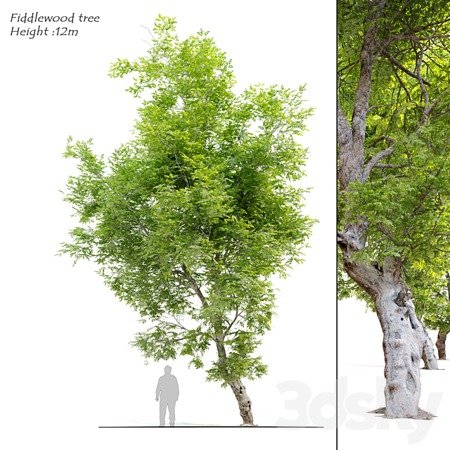 Fiddlewood tree_2 3DSMax File - thumbnail 1