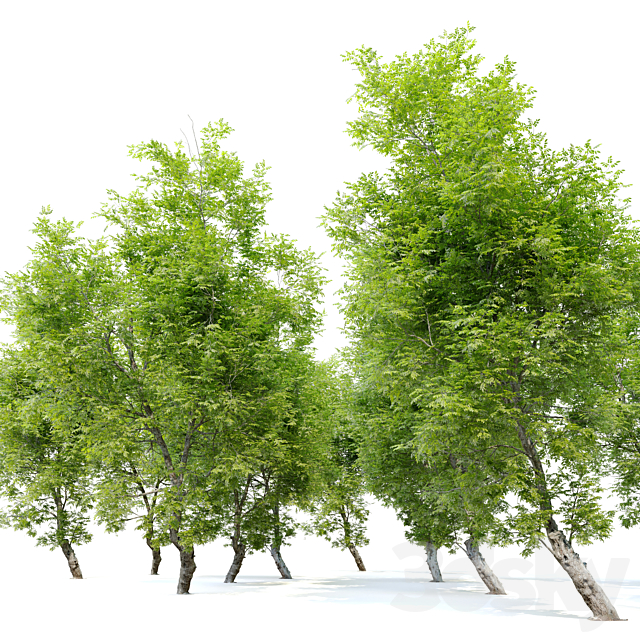 Fiddlewood tree_2 3DSMax File - thumbnail 2