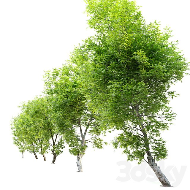 Fiddlewood tree_2 3DSMax File - thumbnail 3