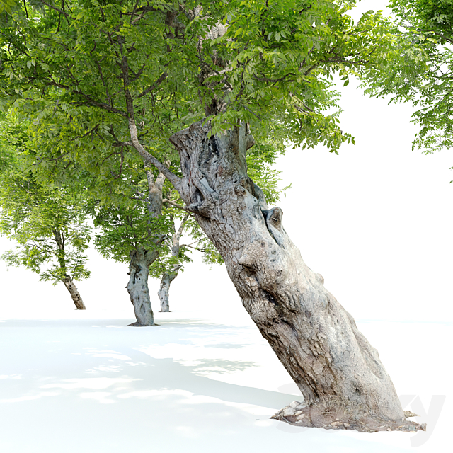 Fiddlewood tree_2 3DSMax File - thumbnail 4