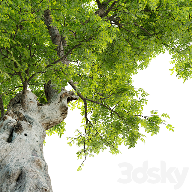 Fiddlewood tree_2 3DSMax File - thumbnail 5