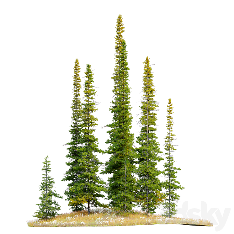 Fir tree 04 3DS Max - thumbnail 2