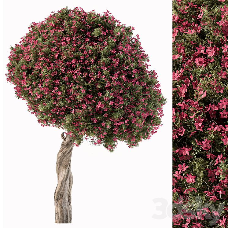 Flower Tree – Set 104 3DS Max Model - thumbnail 1