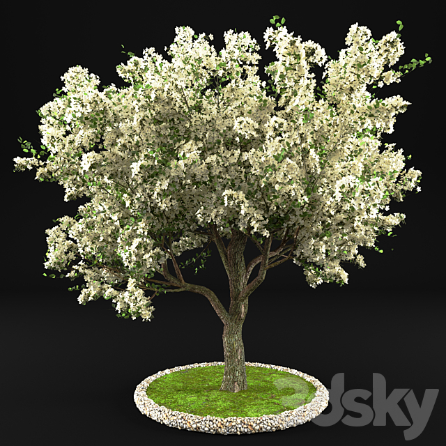 Flowering Apple Tree 3ds Max - thumbnail 1