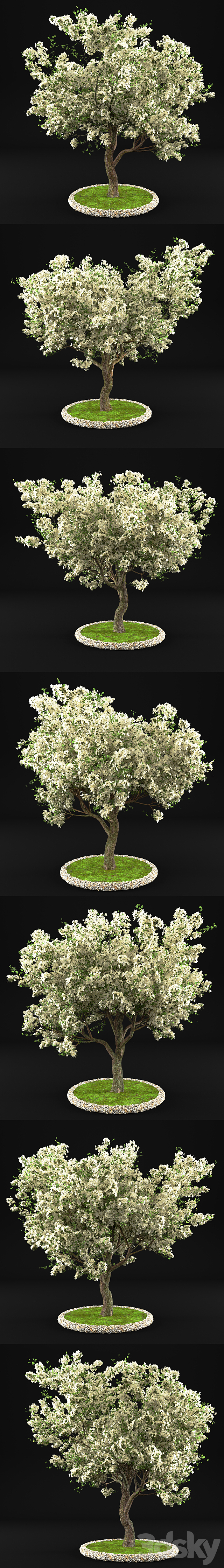 Flowering Apple Tree 3ds Max - thumbnail 2