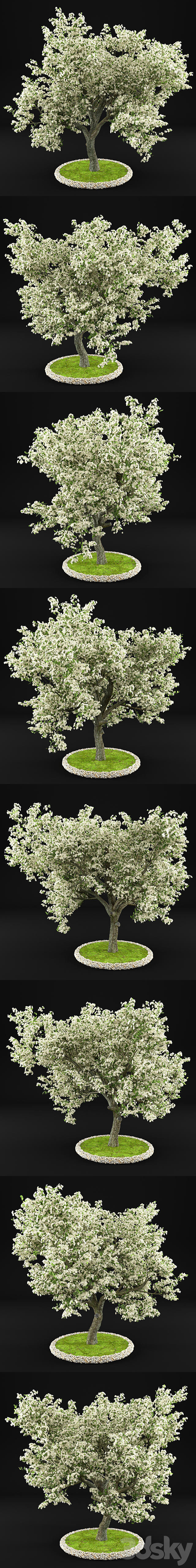 Flowering Apple Tree 3DS Max Model - thumbnail 2