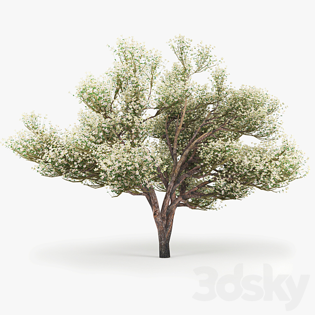 Flowering_Apple_Tree 3DSMax File - thumbnail 1