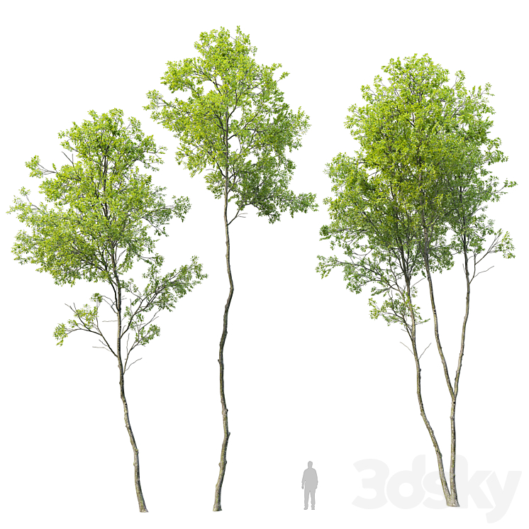 Forest trees set 04 3DS Max Model - thumbnail 1