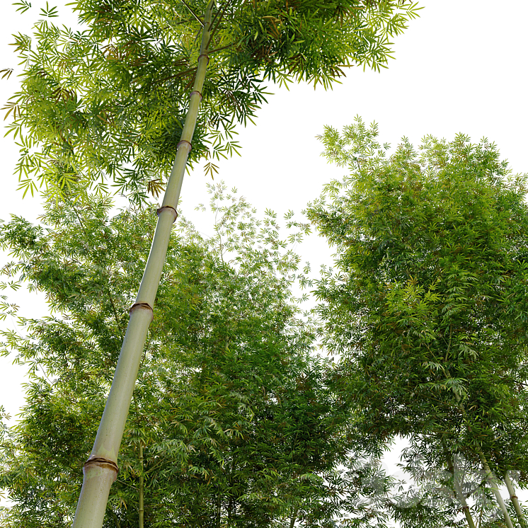 Four bamboo tree 3DS Max Model - thumbnail 2