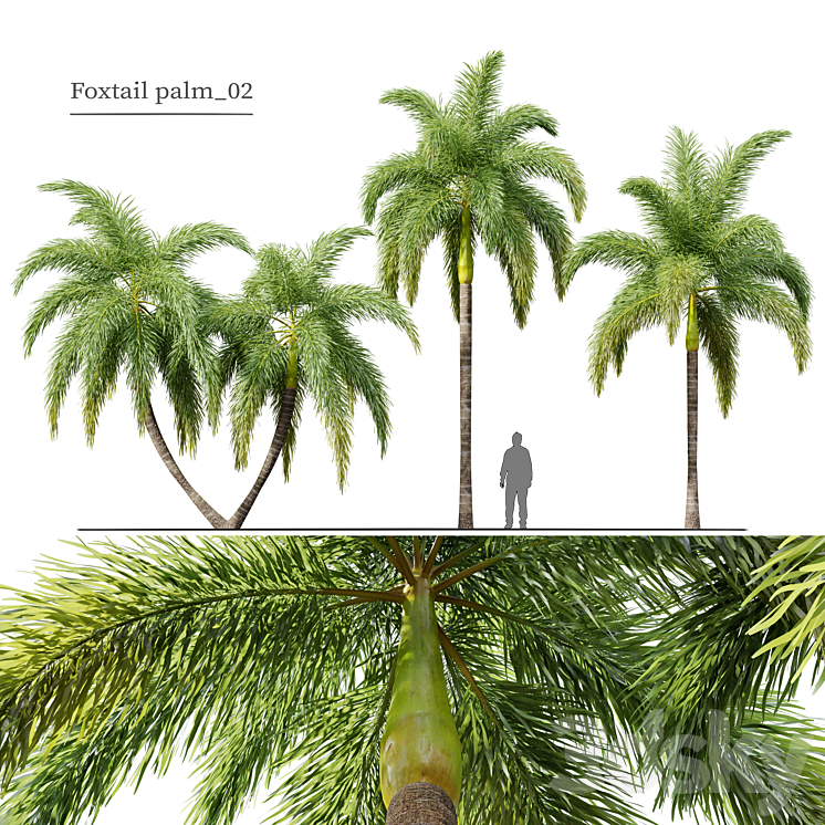 Foxtail Palm 02 3DS Max Model - thumbnail 1