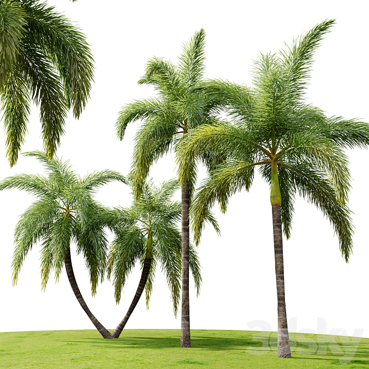 Foxtail Palm 02 3DS Max Model - thumbnail 2