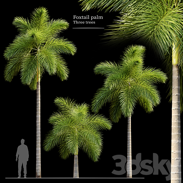 Foxtail palm 3ds Max - thumbnail 1