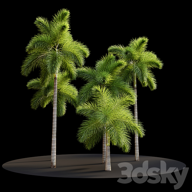 Foxtail palm 3ds Max - thumbnail 2