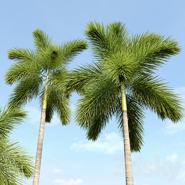 Foxtail palm 3ds Max - thumbnail 3