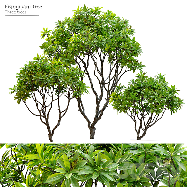 Frangipani tree 3ds Max - thumbnail 1