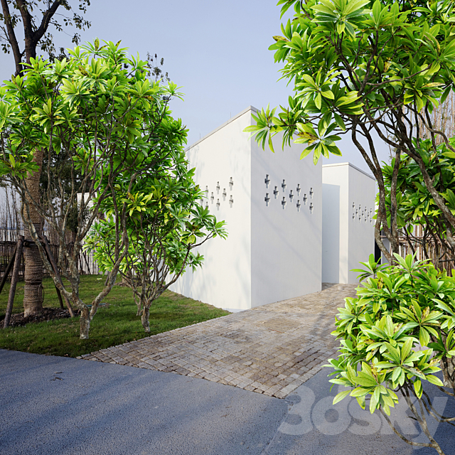 Frangipani tree 3ds Max - thumbnail 2