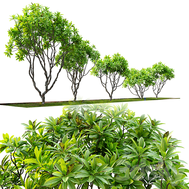 Frangipani tree 3ds Max - thumbnail 3