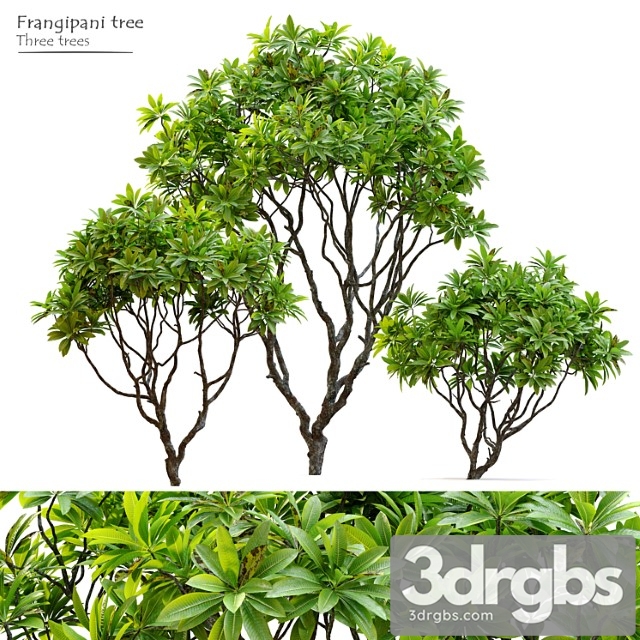 Frangipani tree - thumbnail 1