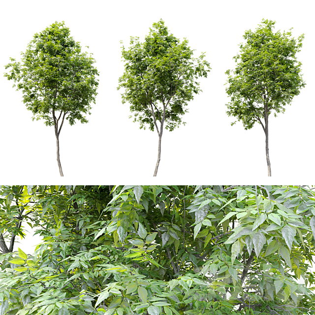 Fraxinus americana (White ash) 2 3DS Max Model - thumbnail 2