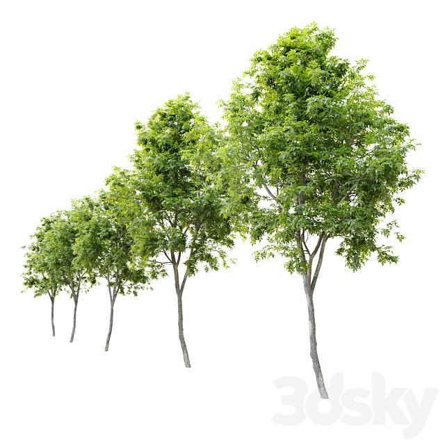 Fraxinus americana (White ash) 2 3DS Max Model - thumbnail 3